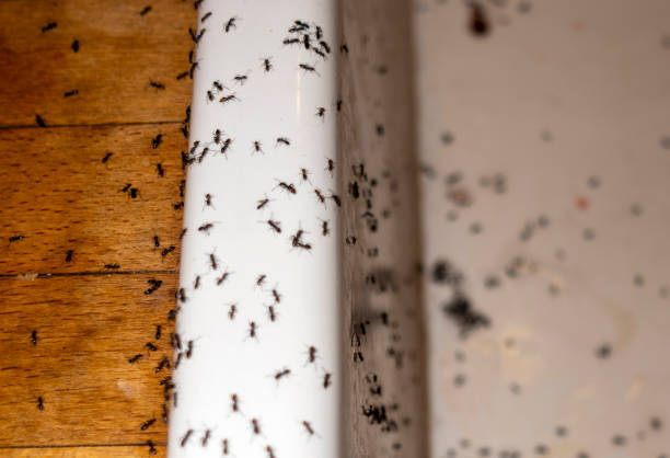 Wasp Removal Services in Elkhorn City, KY