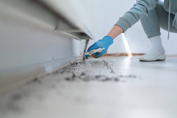 Best Pest Control for Homes  in Elkhorn City, KY